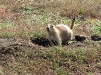 Prairie dog